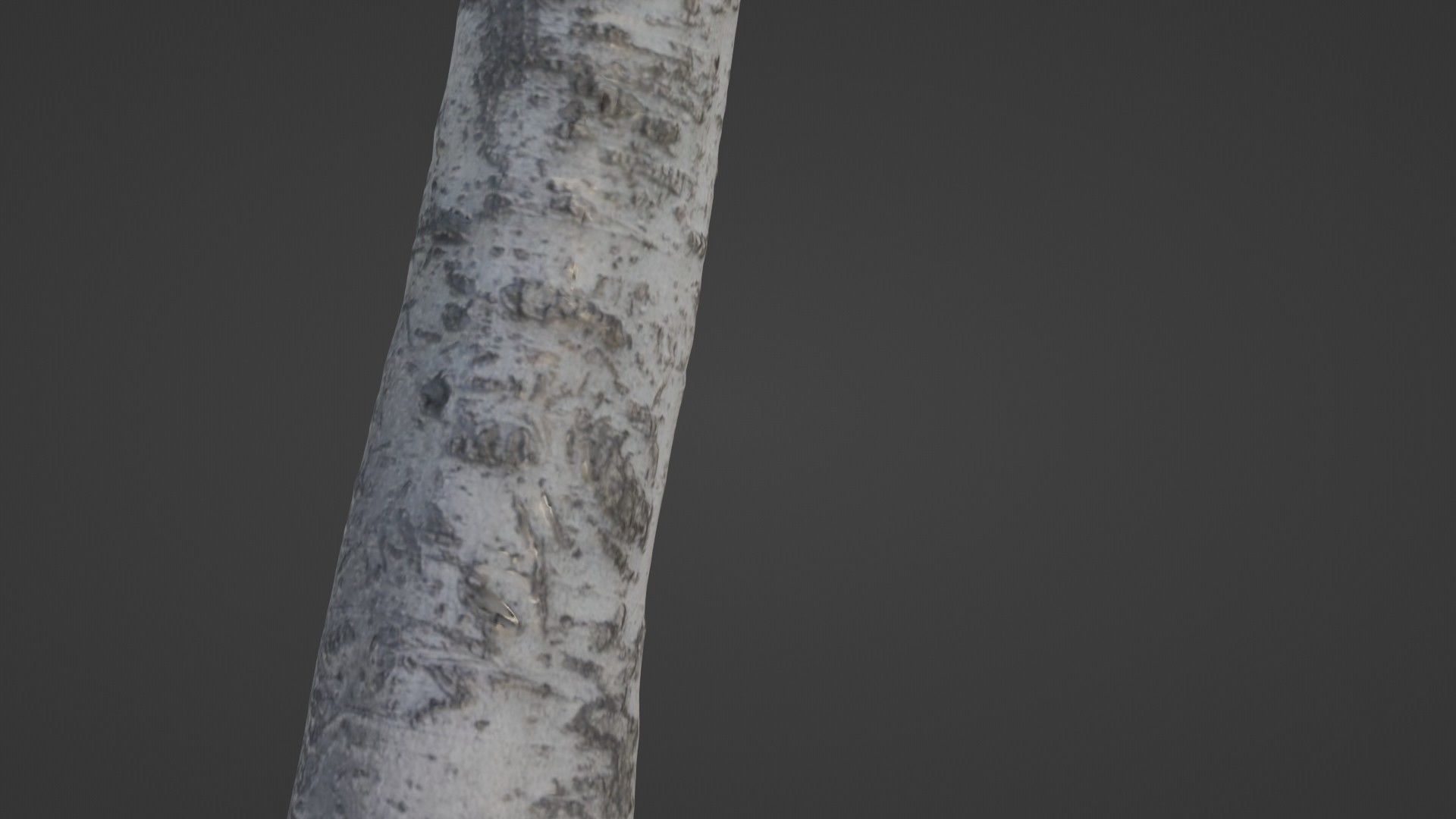 Birch Tree Low-poly 3D model_4