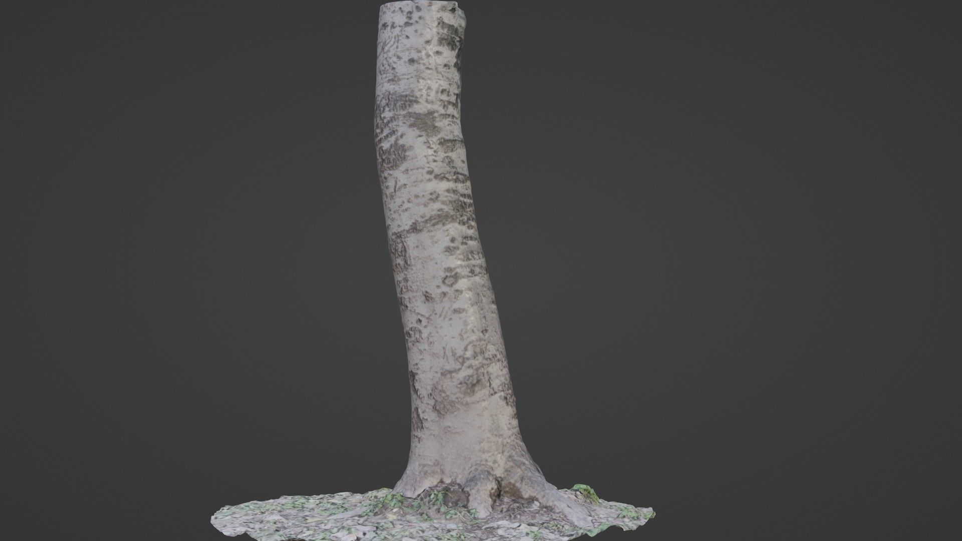 Birch Tree Low-poly 3D model_5