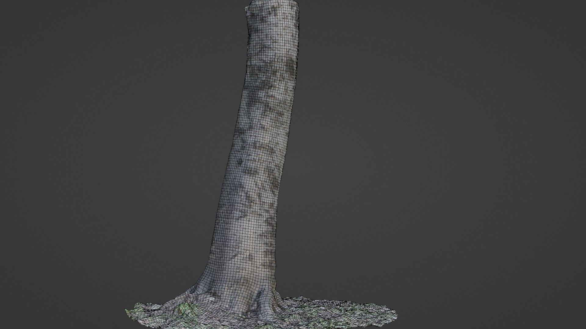 Birch Tree Low-poly 3D model_2