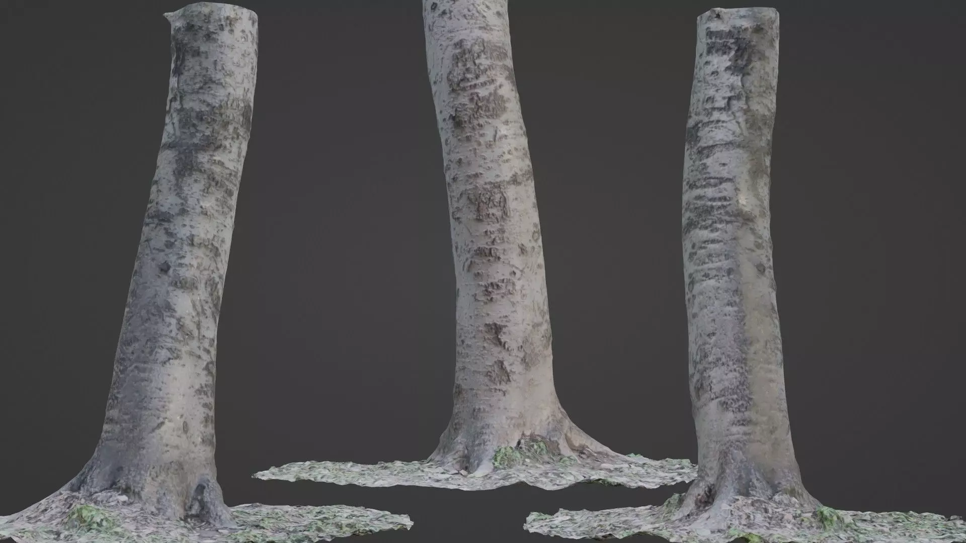 Birch Tree Low-poly 3D model_0
