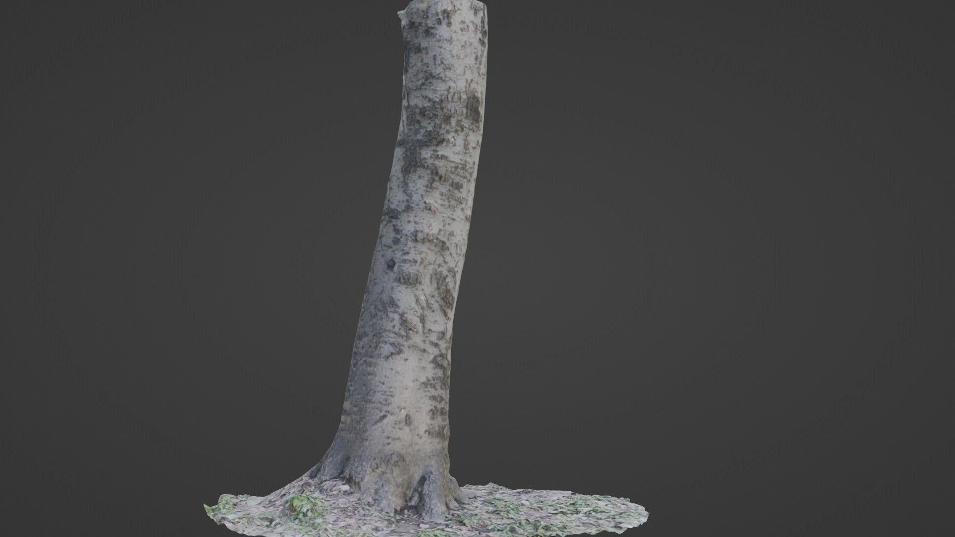 Birch Tree Low-poly 3D model_1