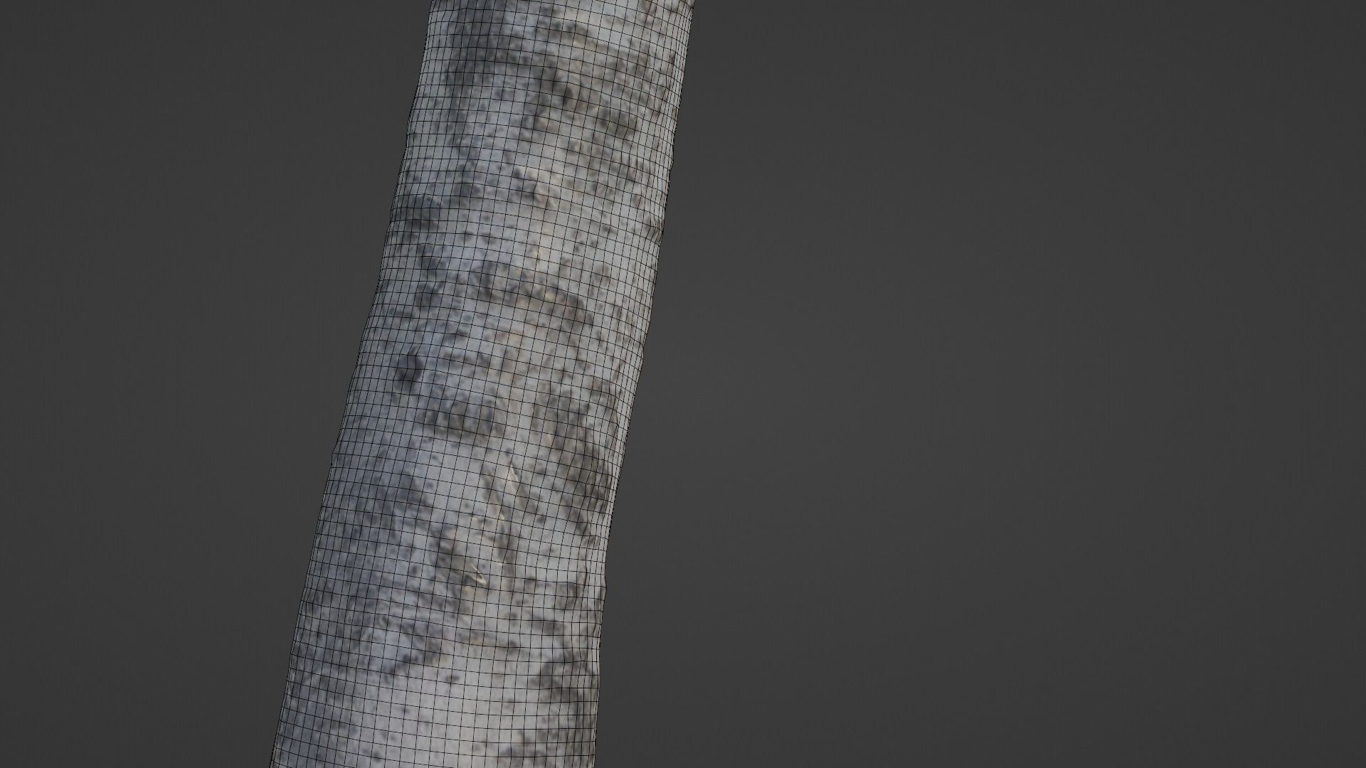 Birch Tree Low-poly 3D model_3