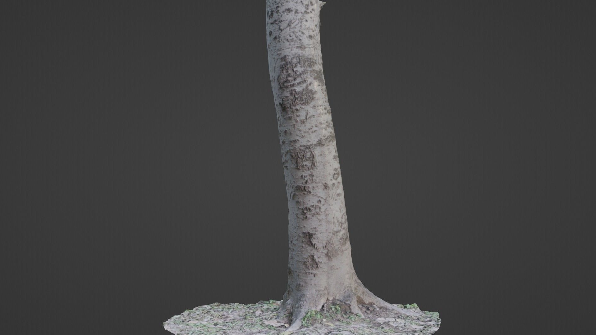 Birch Tree Low-poly 3D model_6