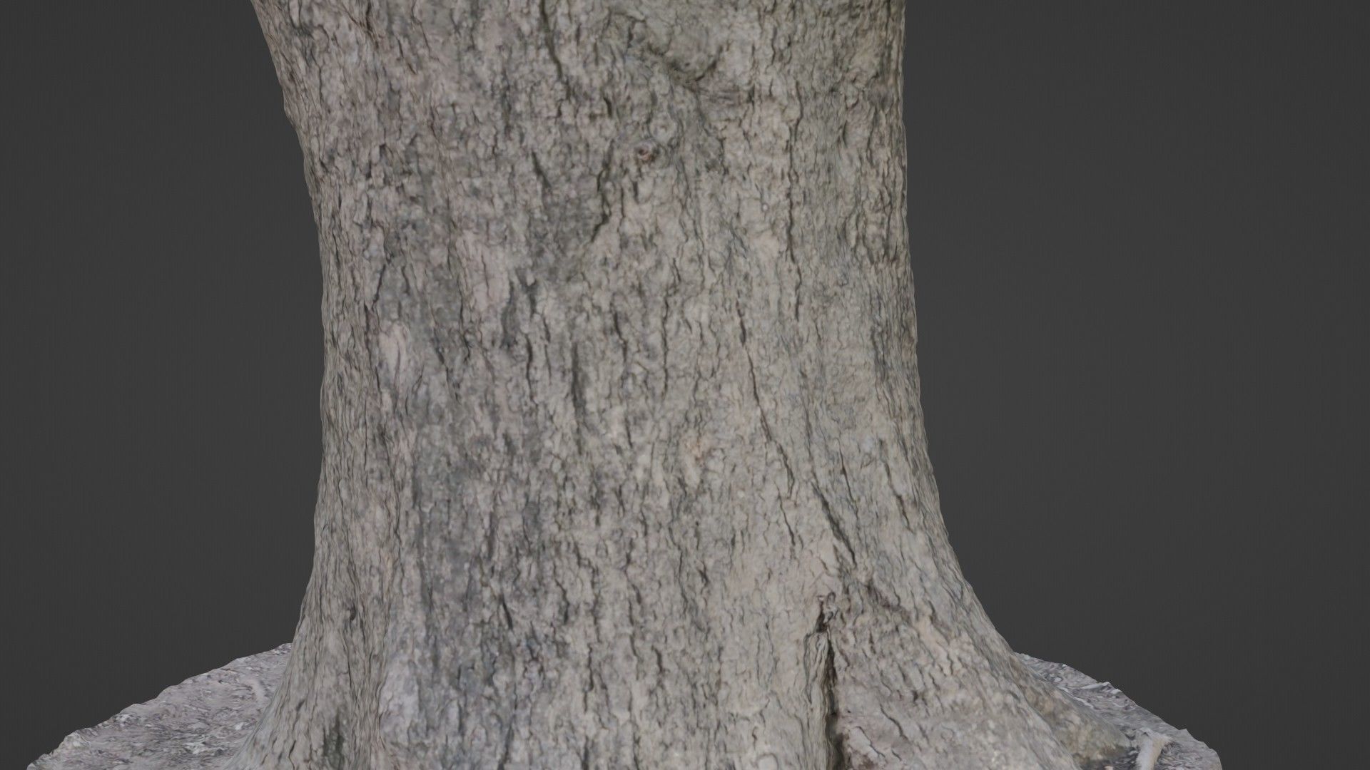 Big Trunk scan Low-poly 3D model_3