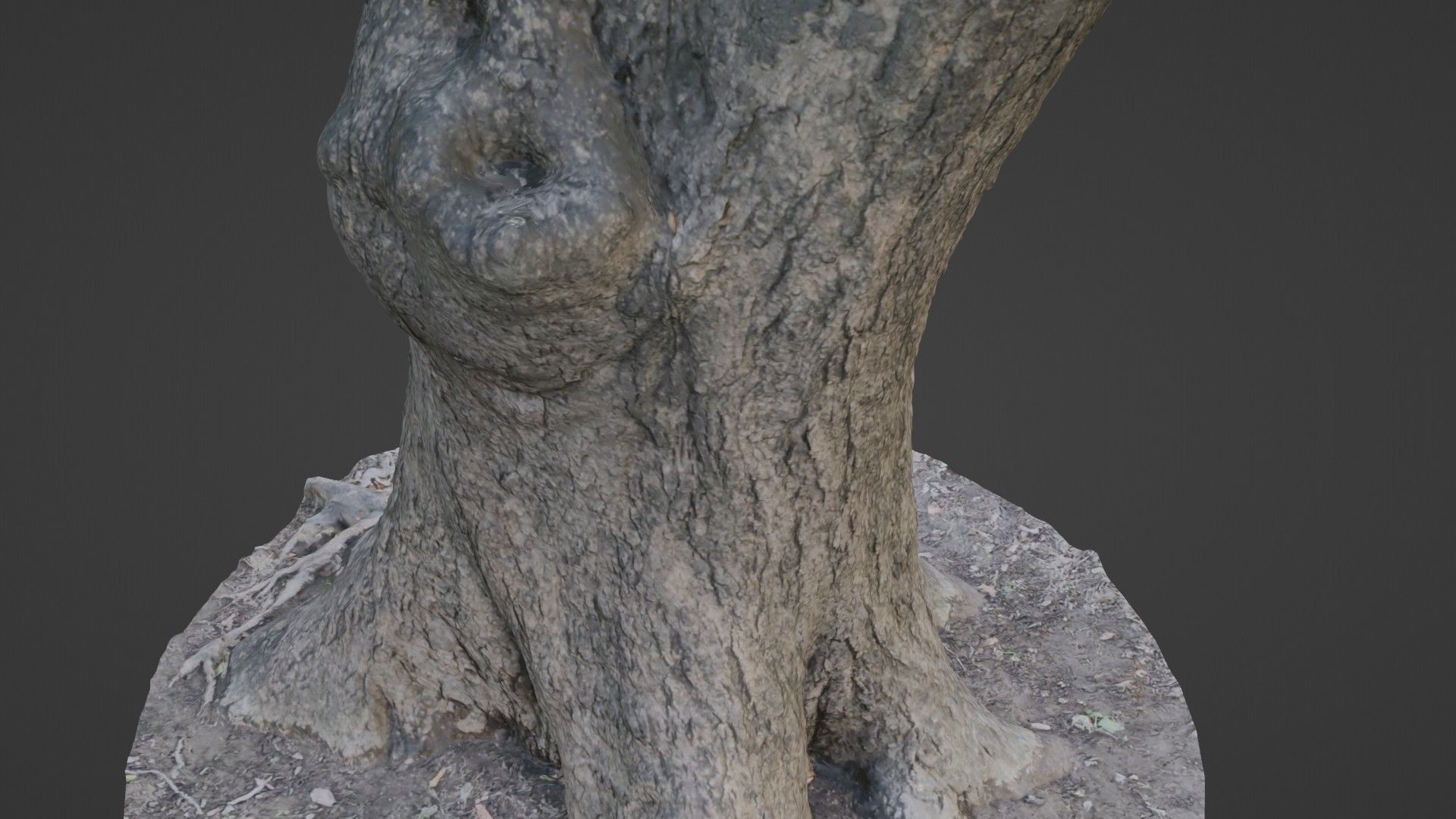 Big Trunk scan Low-poly 3D model_7