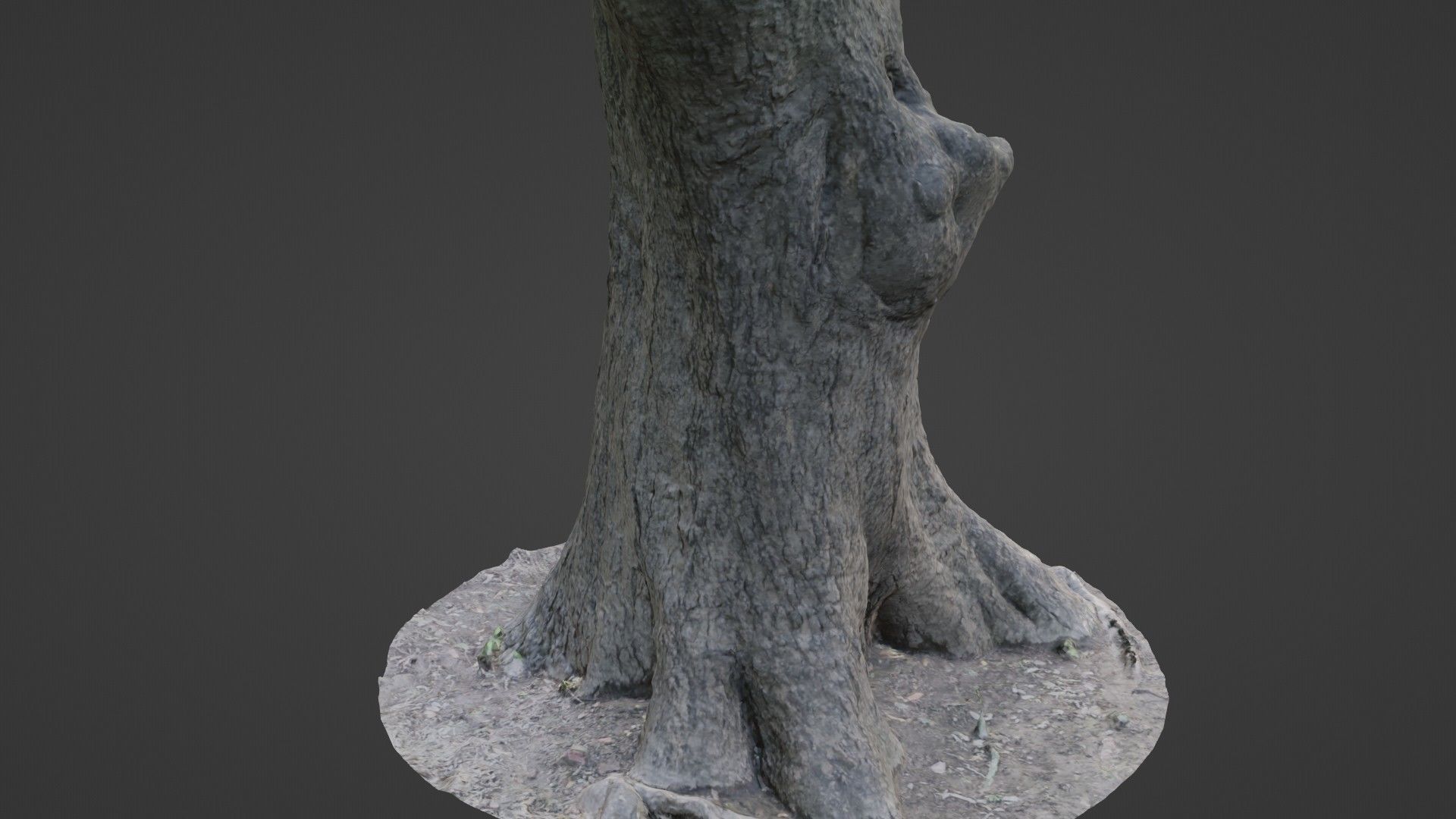 Big Trunk scan Low-poly 3D model_6
