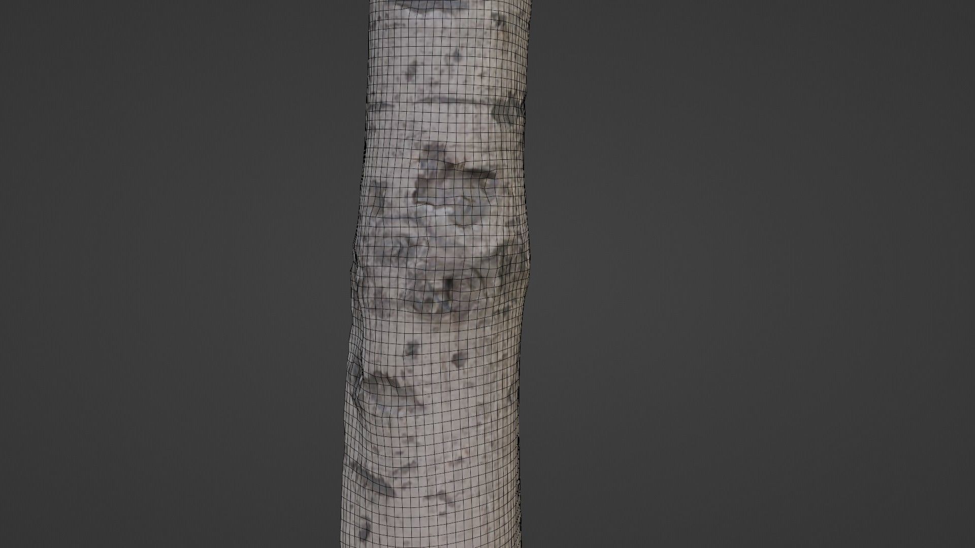 Birch Tree Bark Low-poly 3D model_4