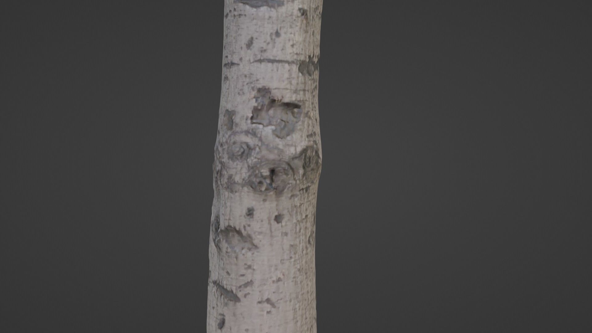 Birch Tree Bark Low-poly 3D model_3