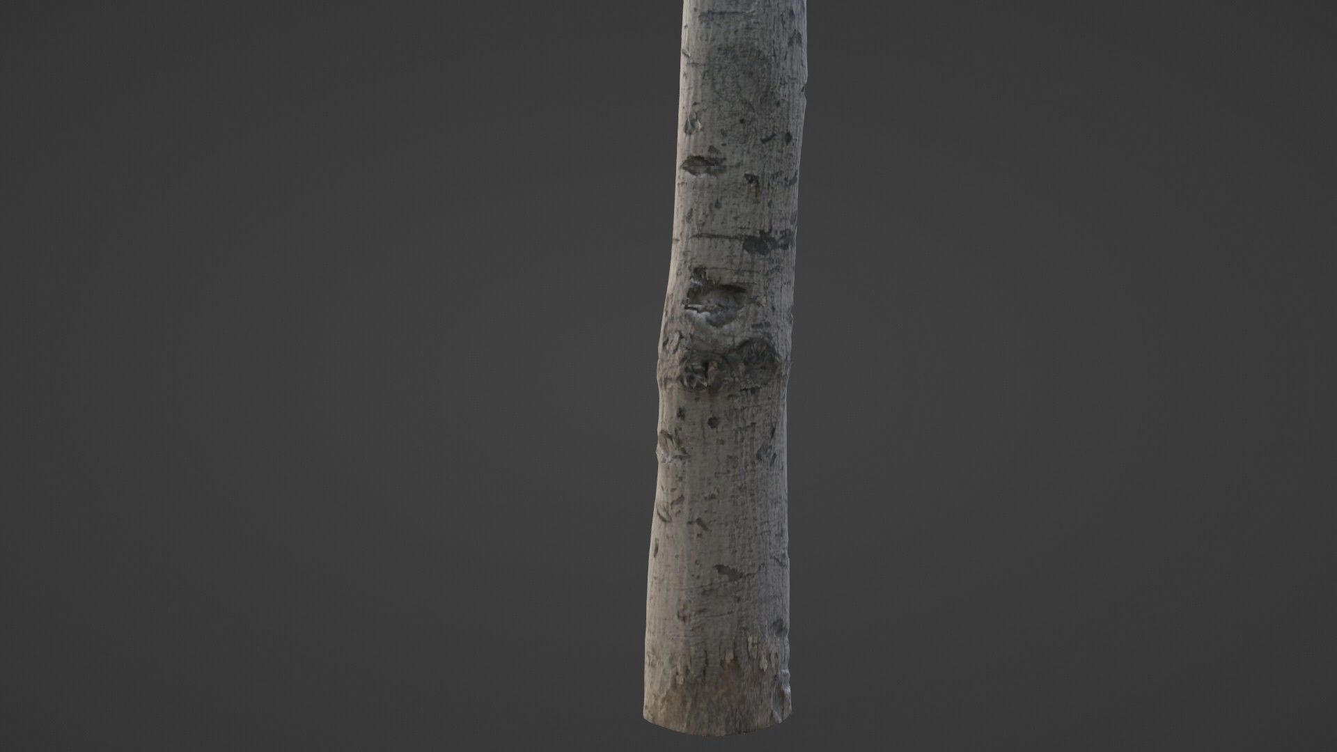 Birch Tree Bark Low-poly 3D model_7