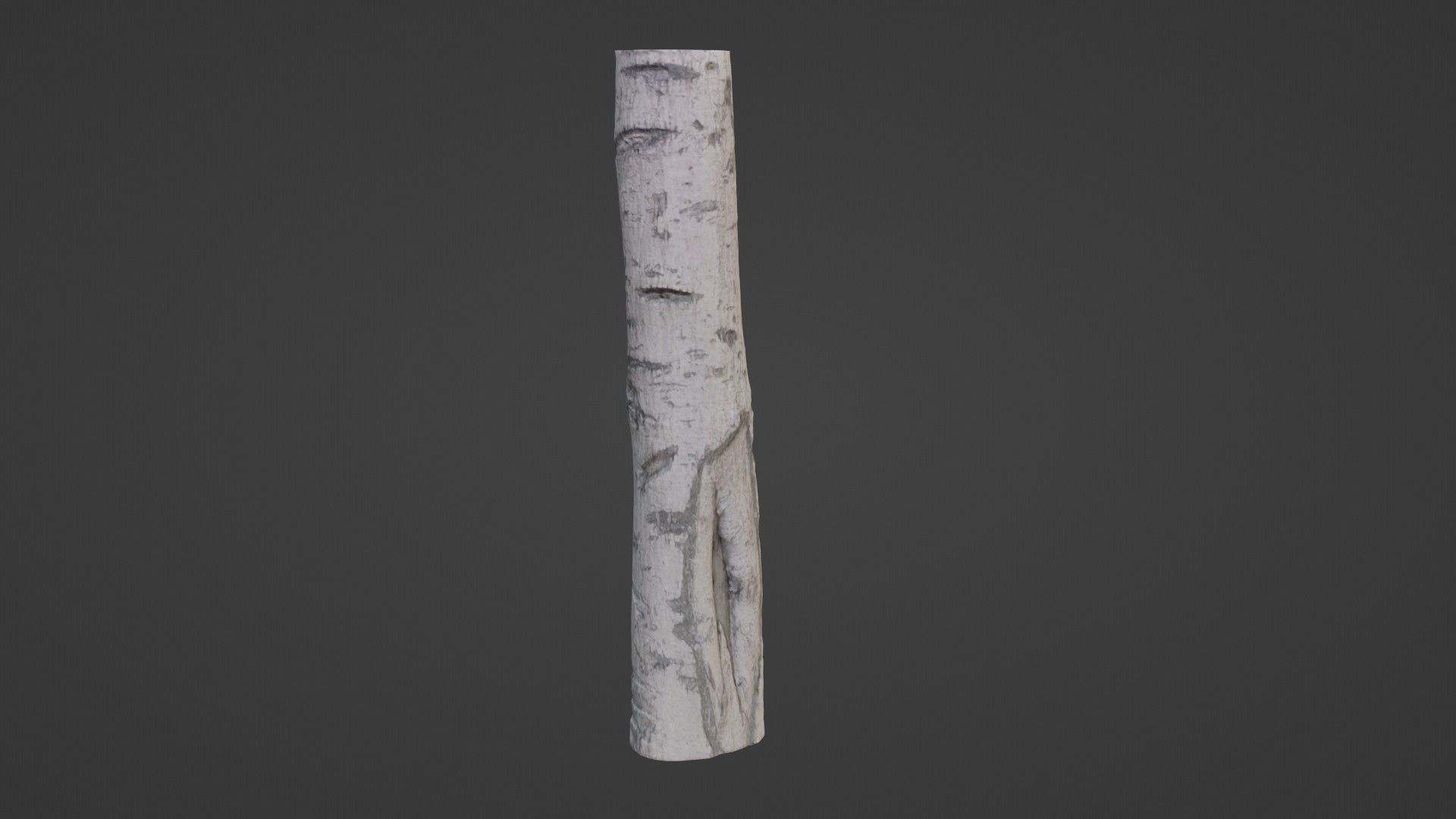 Birch Tree Bark Low-poly 3D model_5
