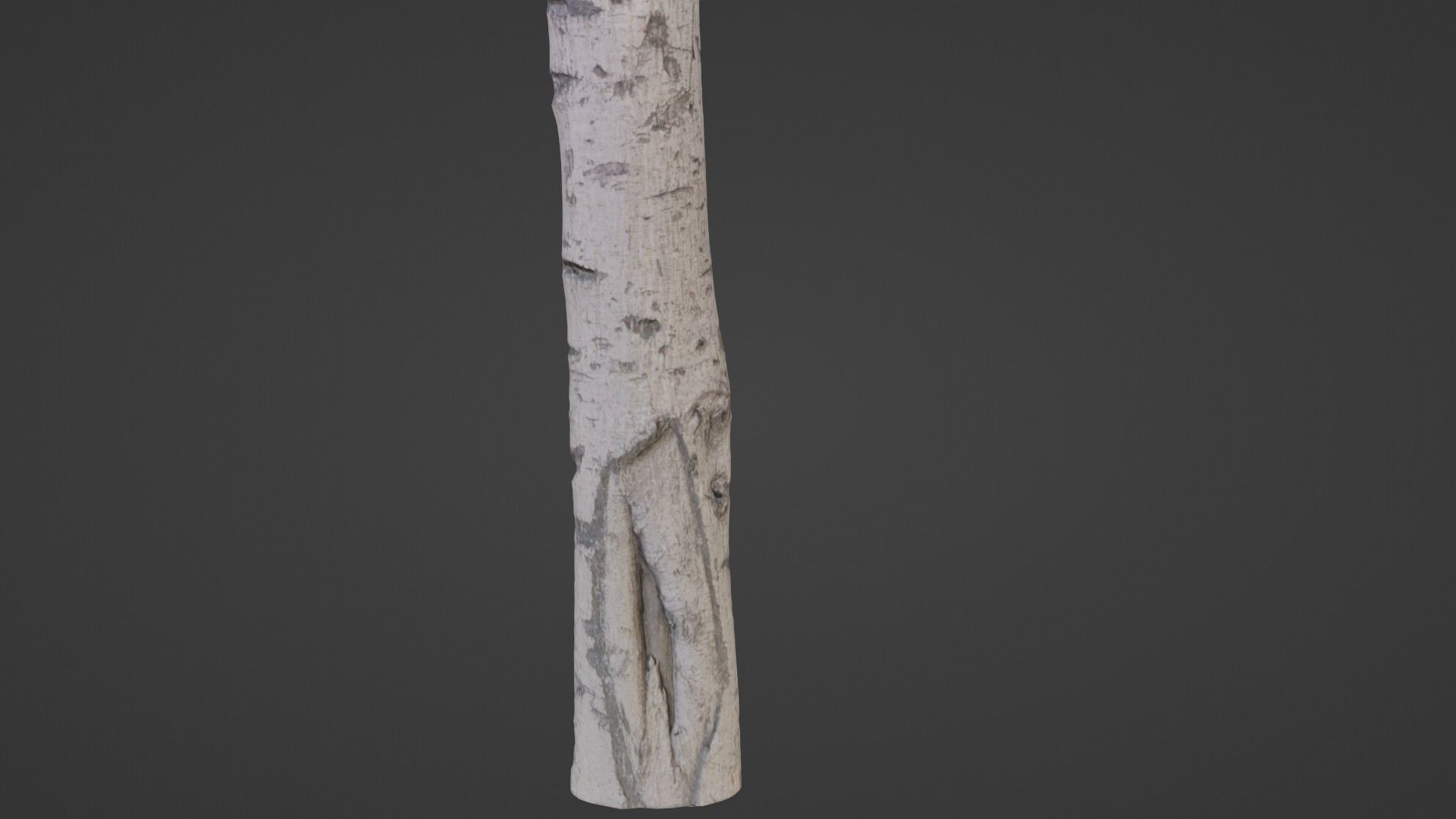 Birch Tree Bark Low-poly 3D model_6
