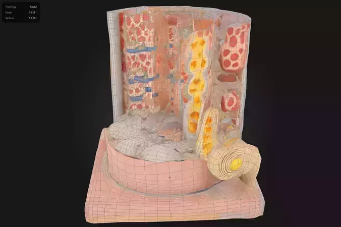 Human Muscle Micro Anatomy Model 3D print model