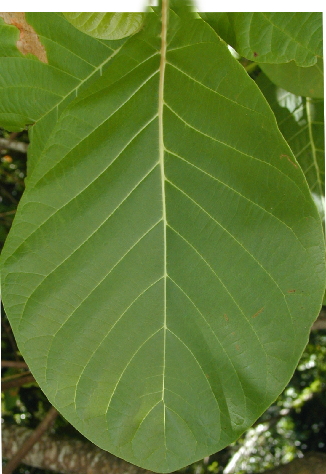 Sit-Out Area with Waterfall  Landscape Design 3D model_30