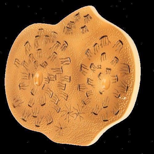 Human Bone Microstructure with Long Bone Osteon 3D print model_10