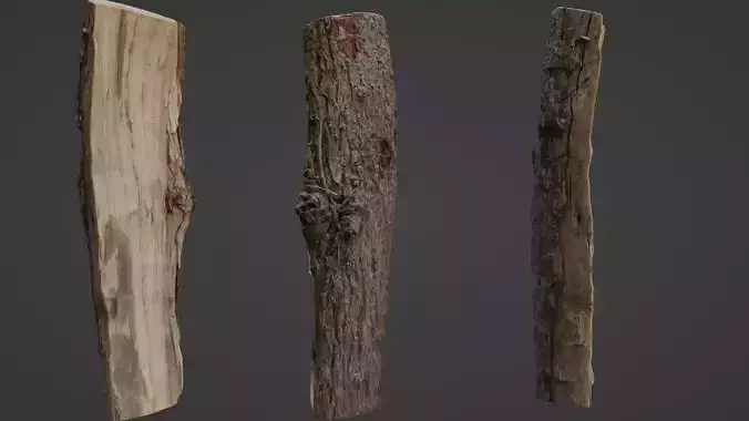  Scanned Cutted Trunk