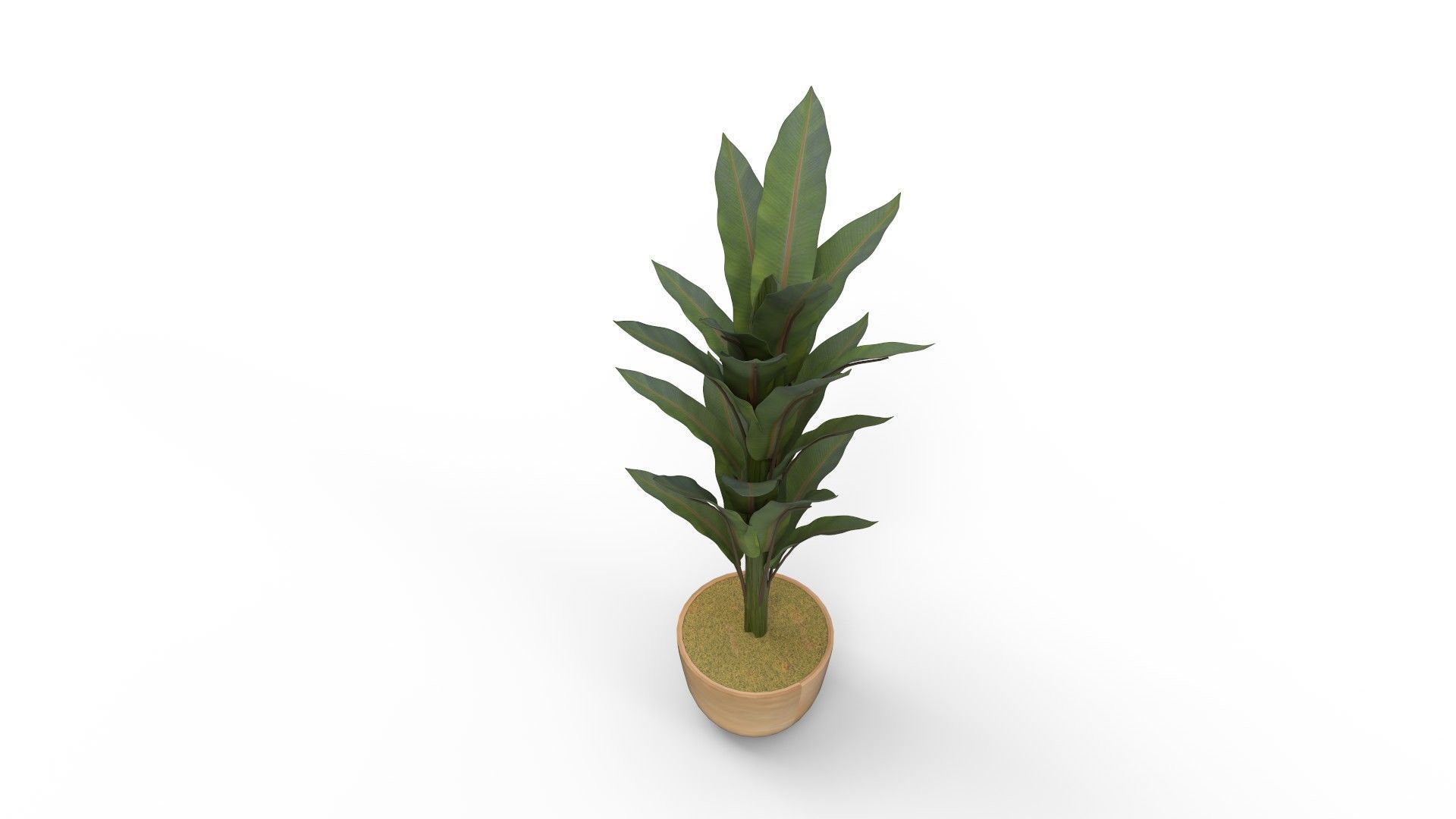 Banana Leaf Tree in Planter 3D model_5