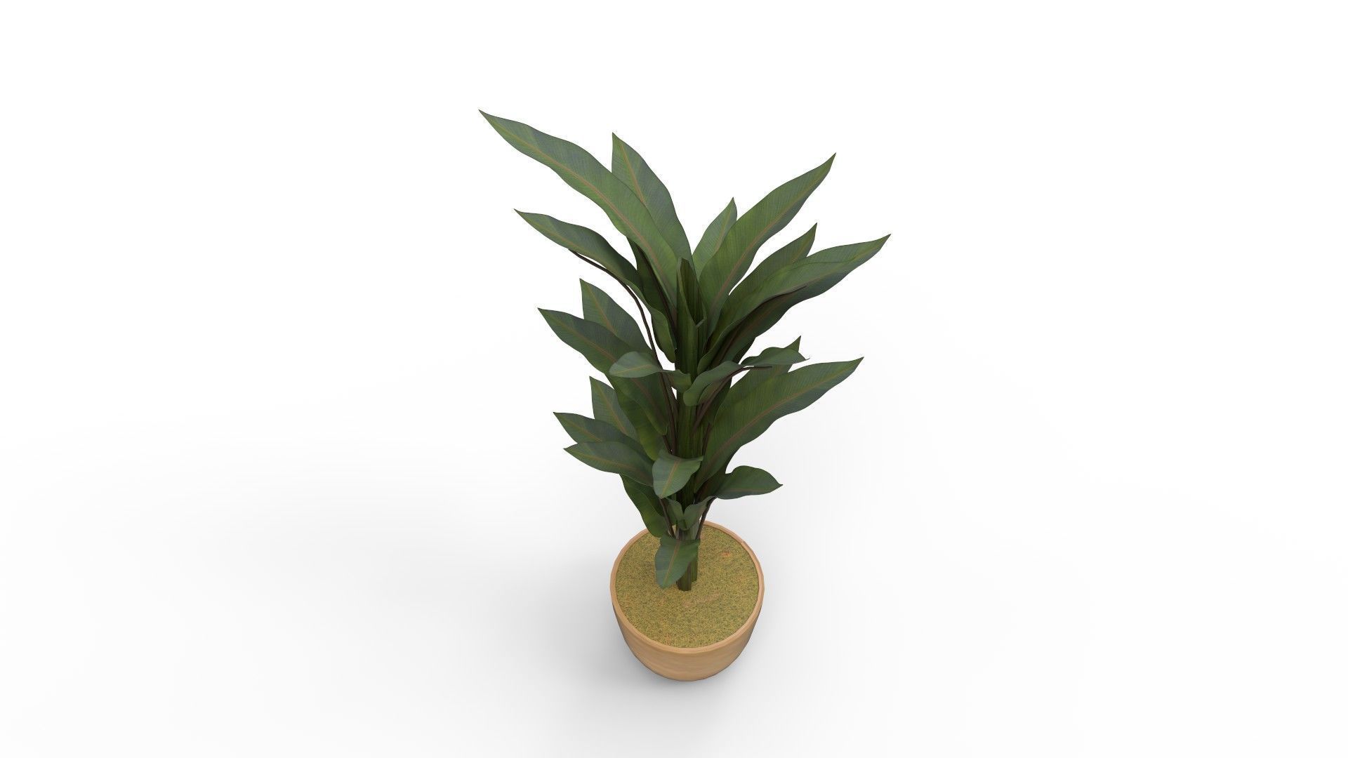 Banana Leaf Tree in Planter 3D model_7