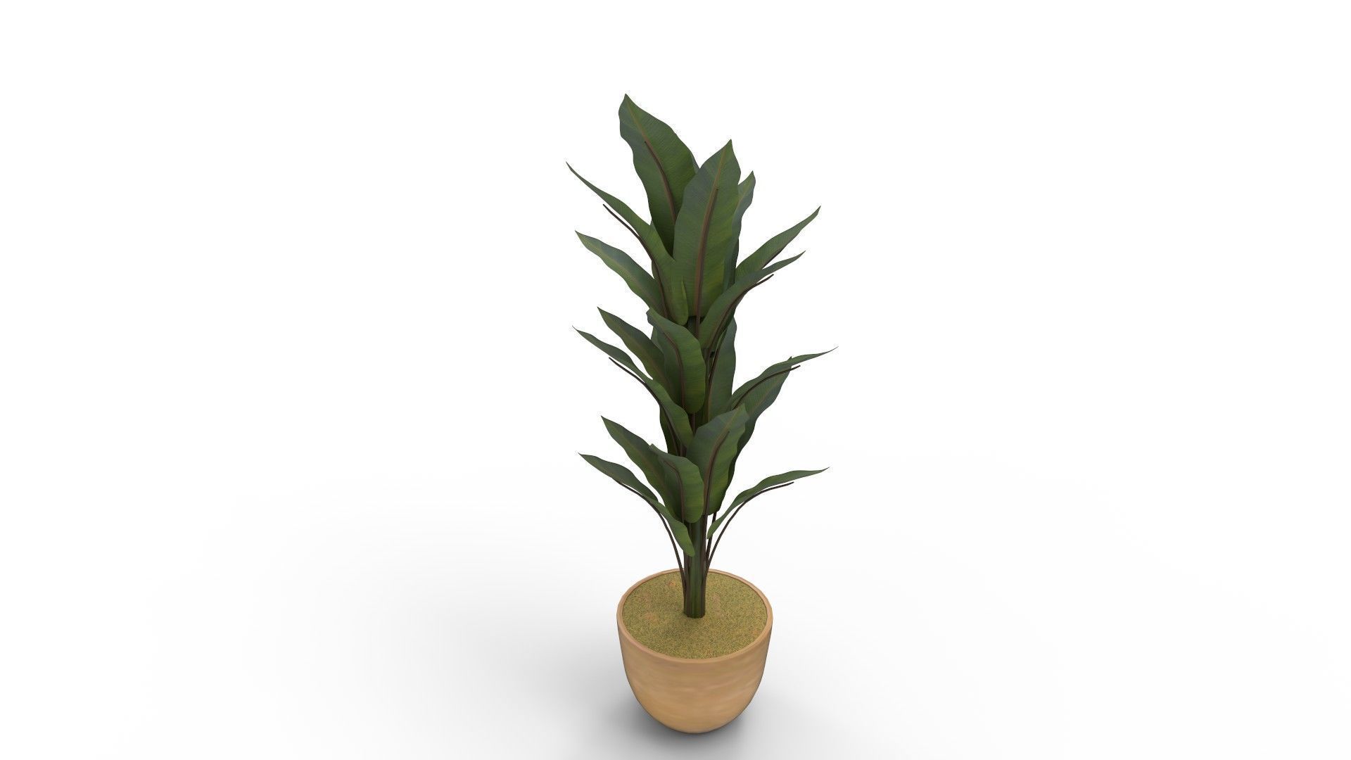 Banana Leaf Tree in Planter 3D model_1