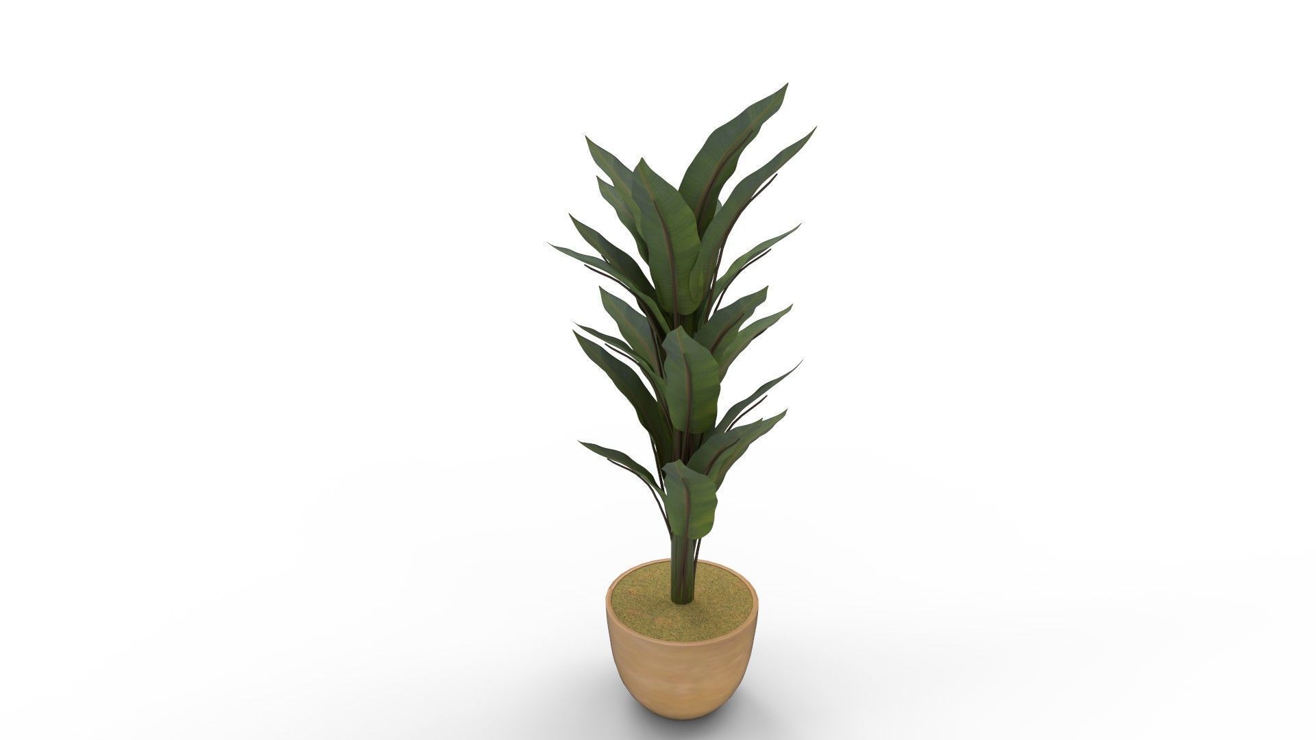 Banana Leaf Tree in Planter 3D model_2