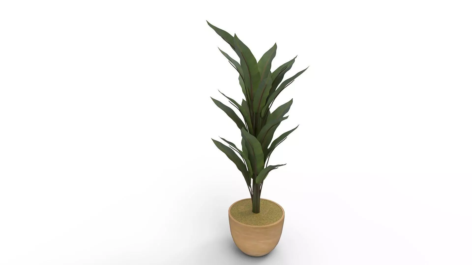 Banana Leaf Tree in Planter 3D model_0