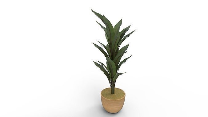 Banana Leaf Tree in Planter 3D model
