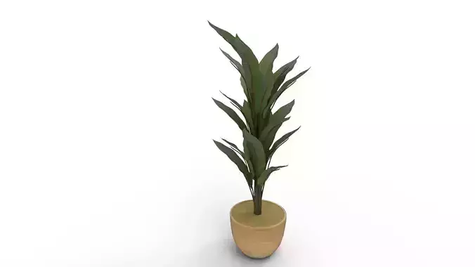 Banana Leaf Tree in Planter