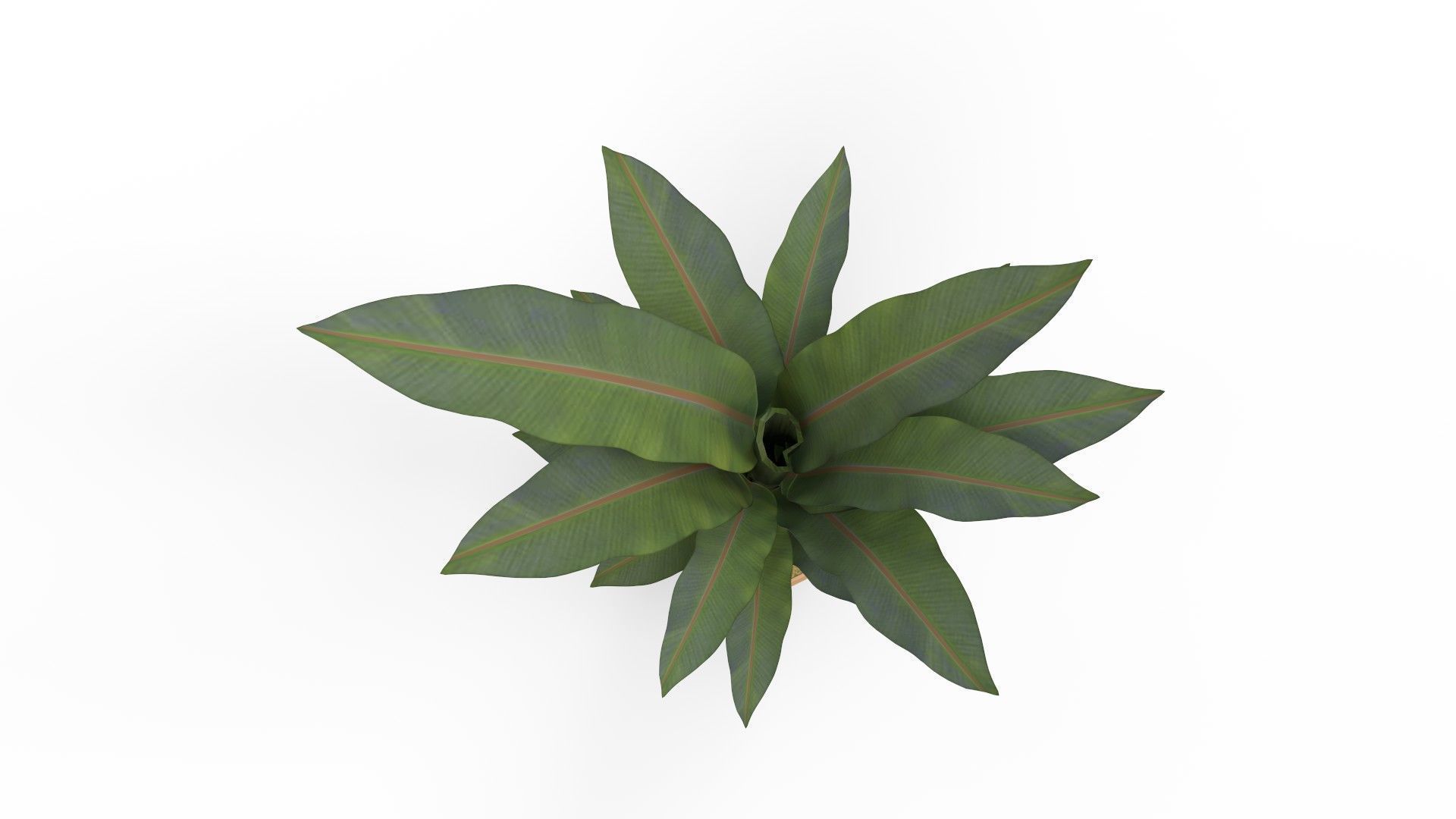 Banana Leaf Tree in Planter 3D model_6