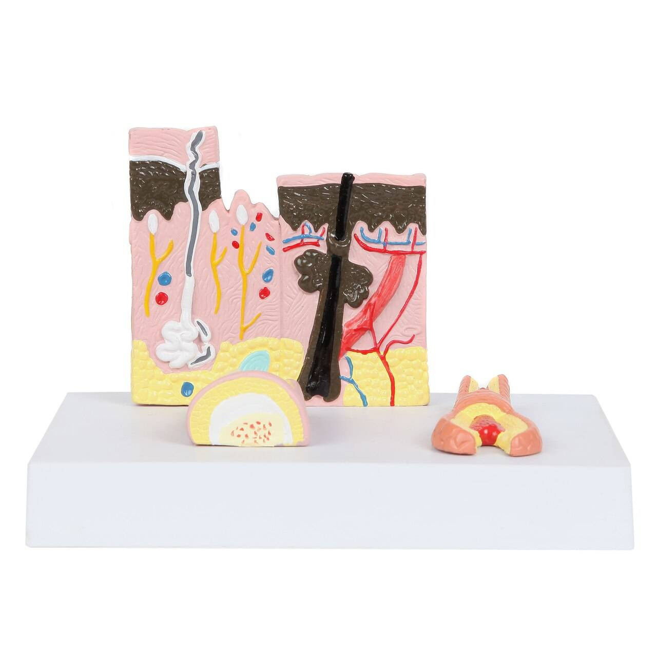 Anatomy Lab Skin Nail and Hair Structure Anatomy Model  3D print model_3