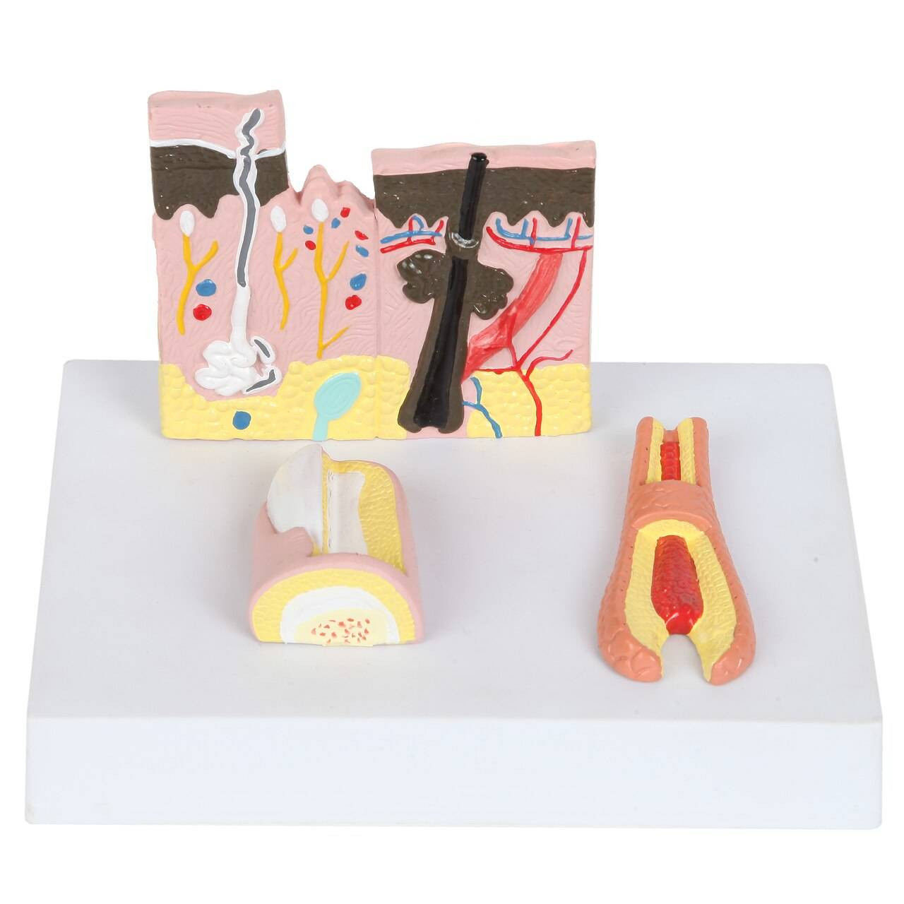 Anatomy Lab Skin Nail and Hair Structure Anatomy Model  3D print model_4