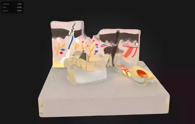 Anatomy Lab Skin Nail and Hair Structure Anatomy Model 