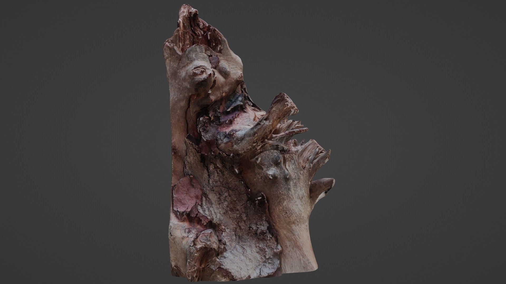 Trunk Scanned Low-poly 3D model_1