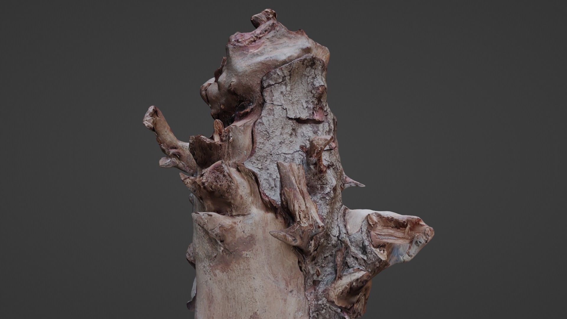 Trunk Scanned Low-poly 3D model_6