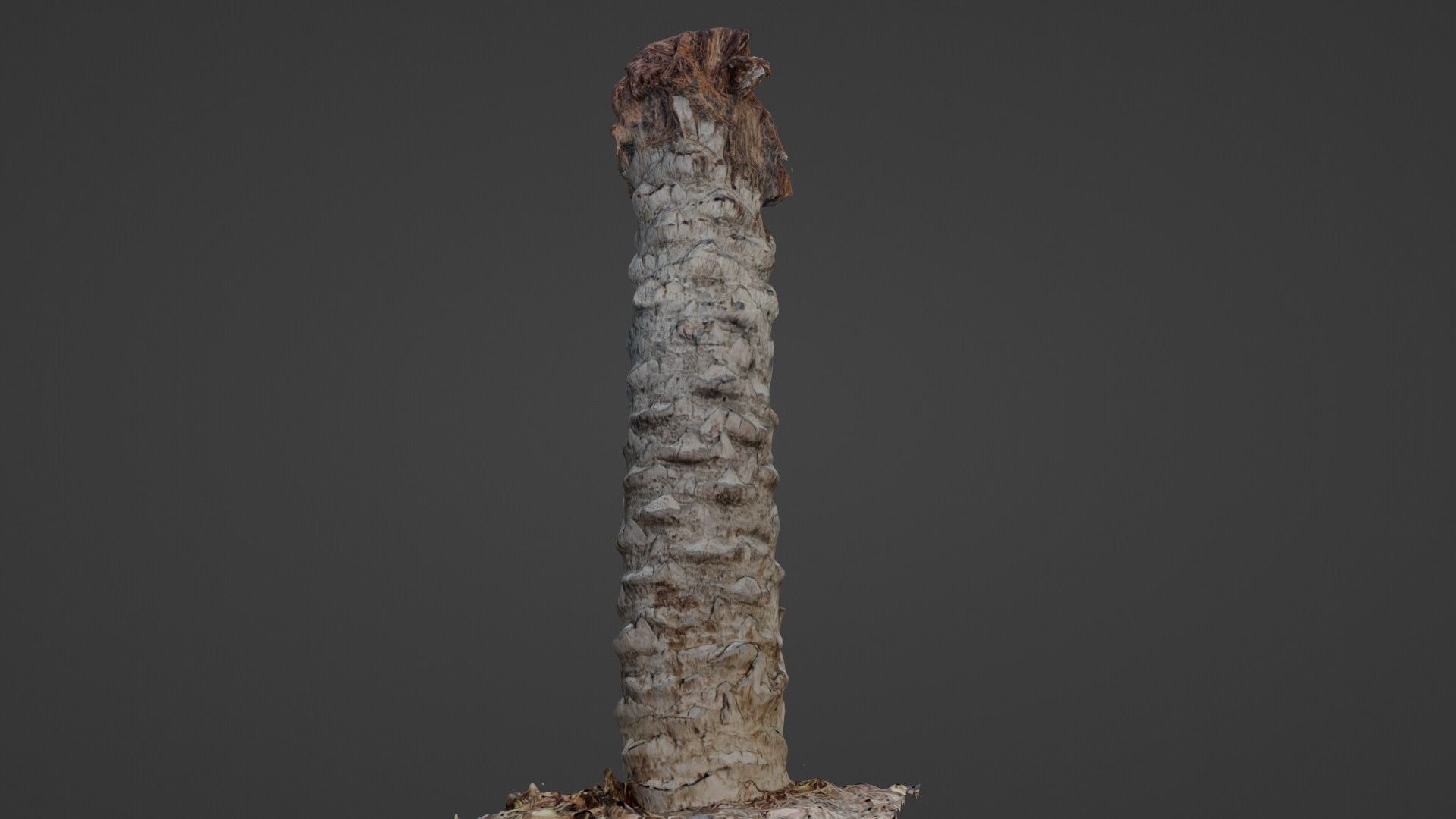 Palm Tree Trunk Low-poly 3D model_5