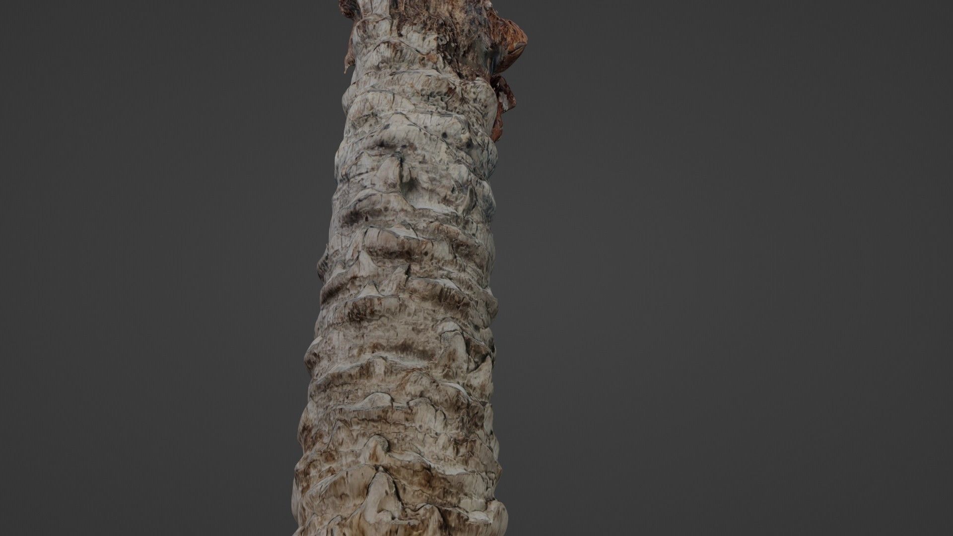 Palm Tree Trunk Low-poly 3D model_7