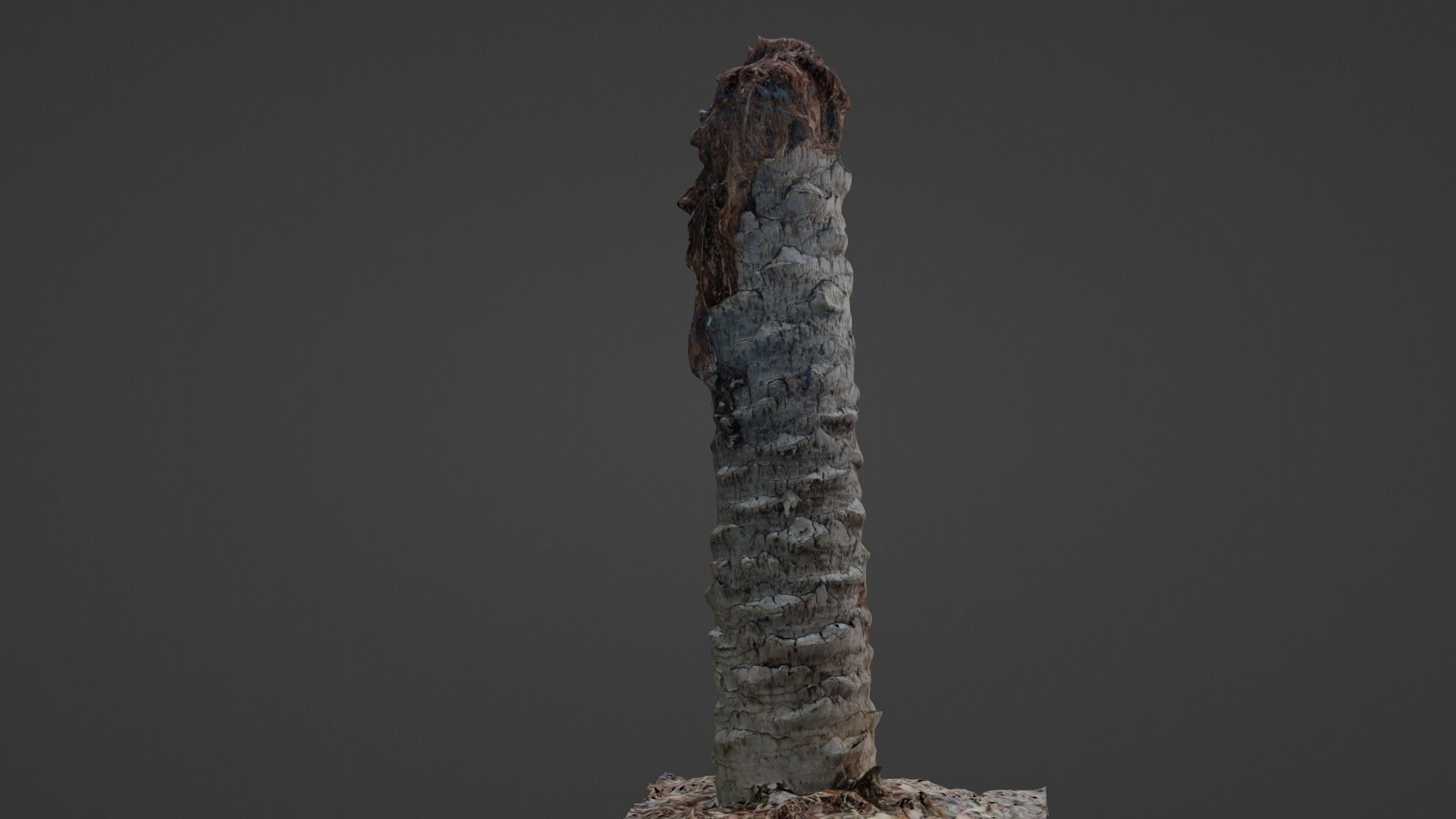 Palm Tree Trunk Low-poly 3D model_6