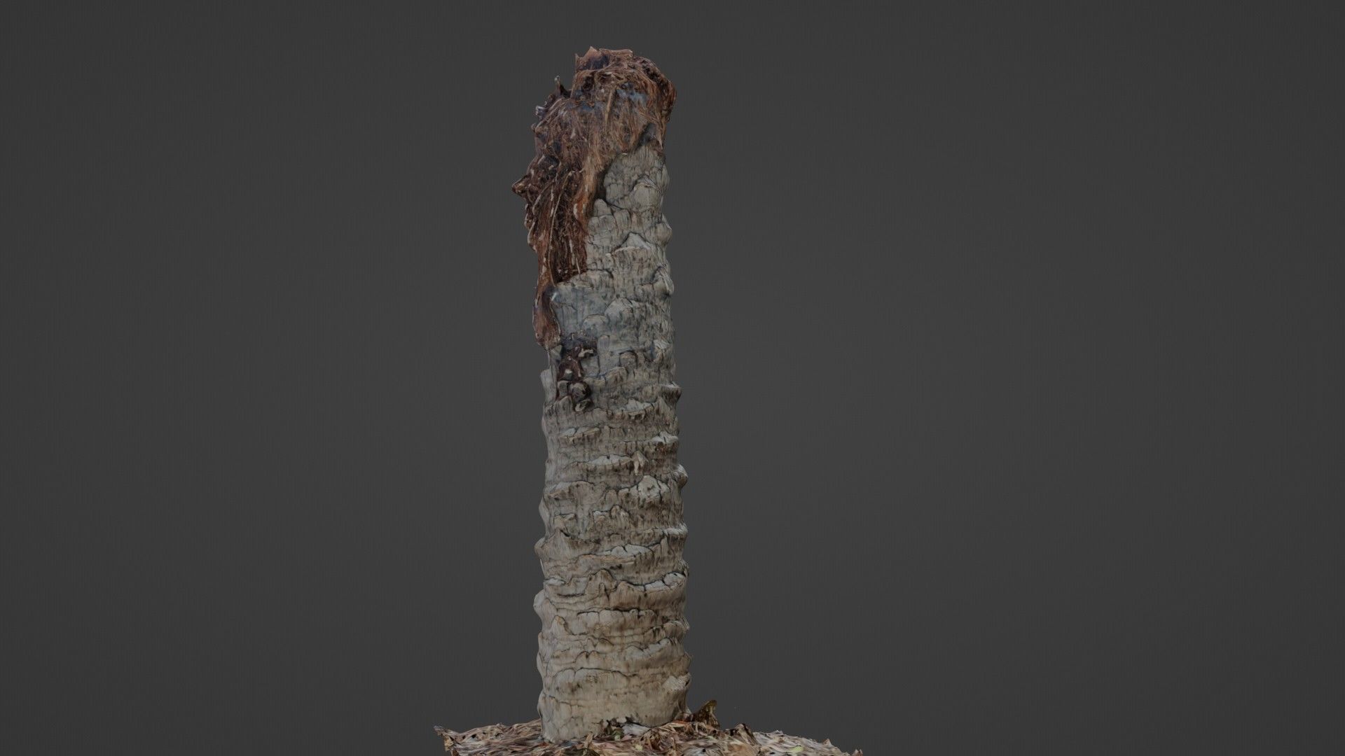 Palm Tree Trunk Low-poly 3D model_1