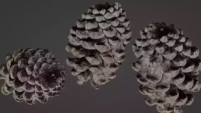 Pine cone