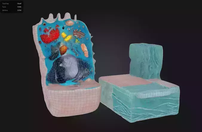 3D Animal Cell Structure Model