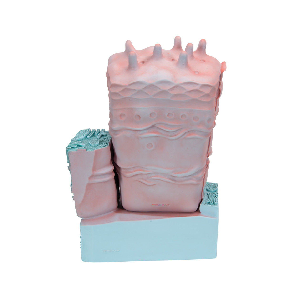 3D Animal Cell Structure Model 3D print model_5