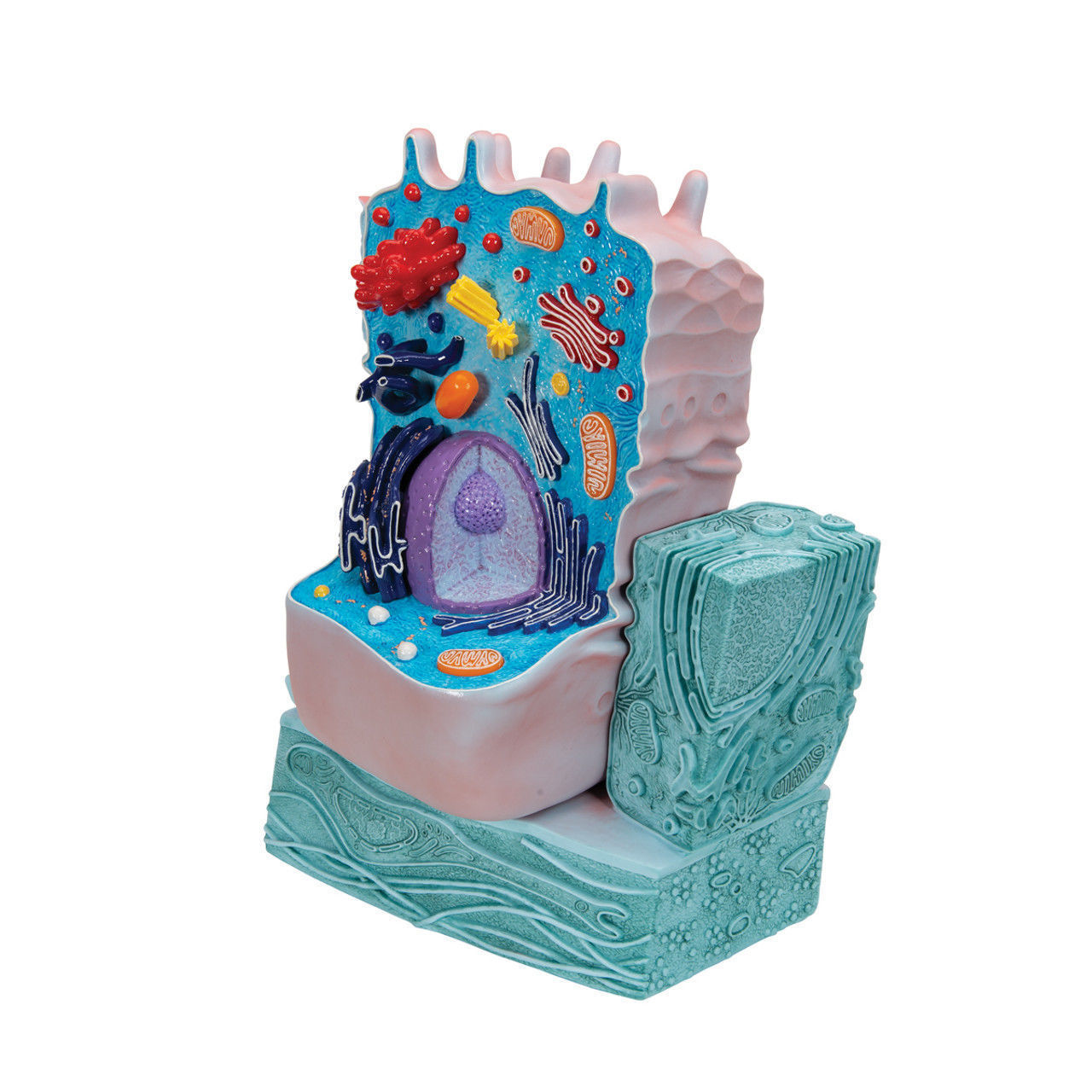 3D Animal Cell Structure Model 3D print model_6