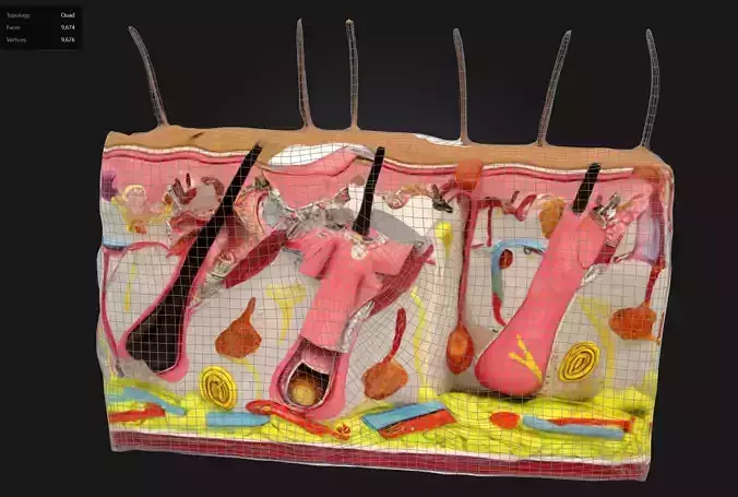 3D Model Aging Skin Hair Loss and Normal Skin