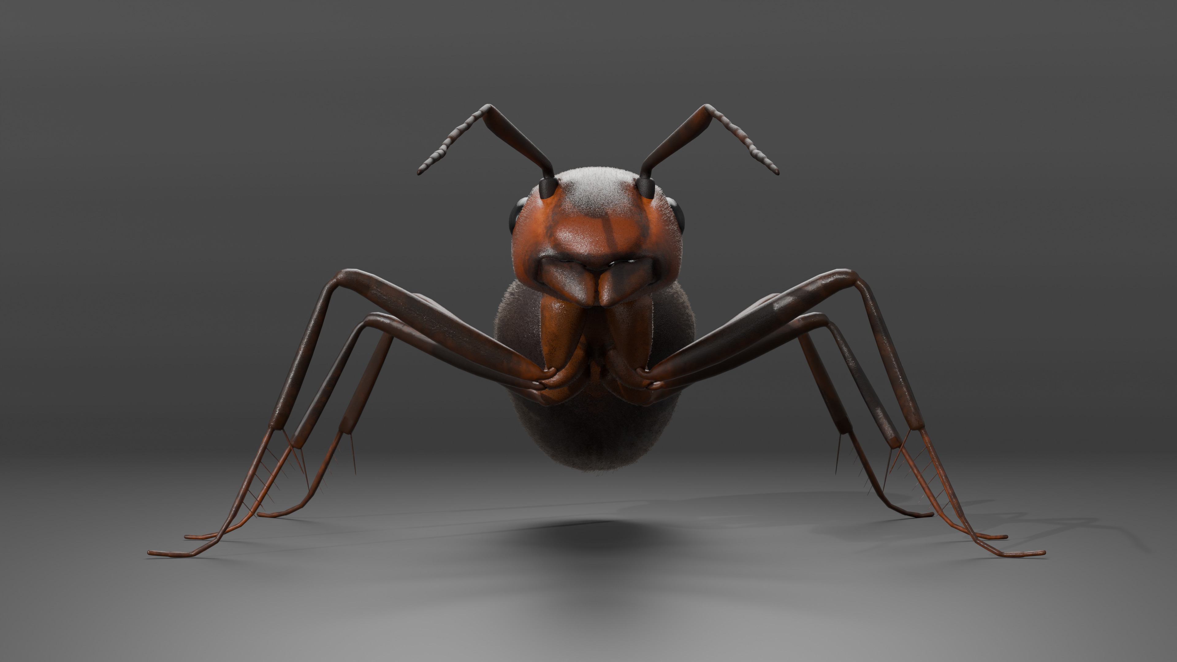 Ant 3D model Rigged 3D model_4