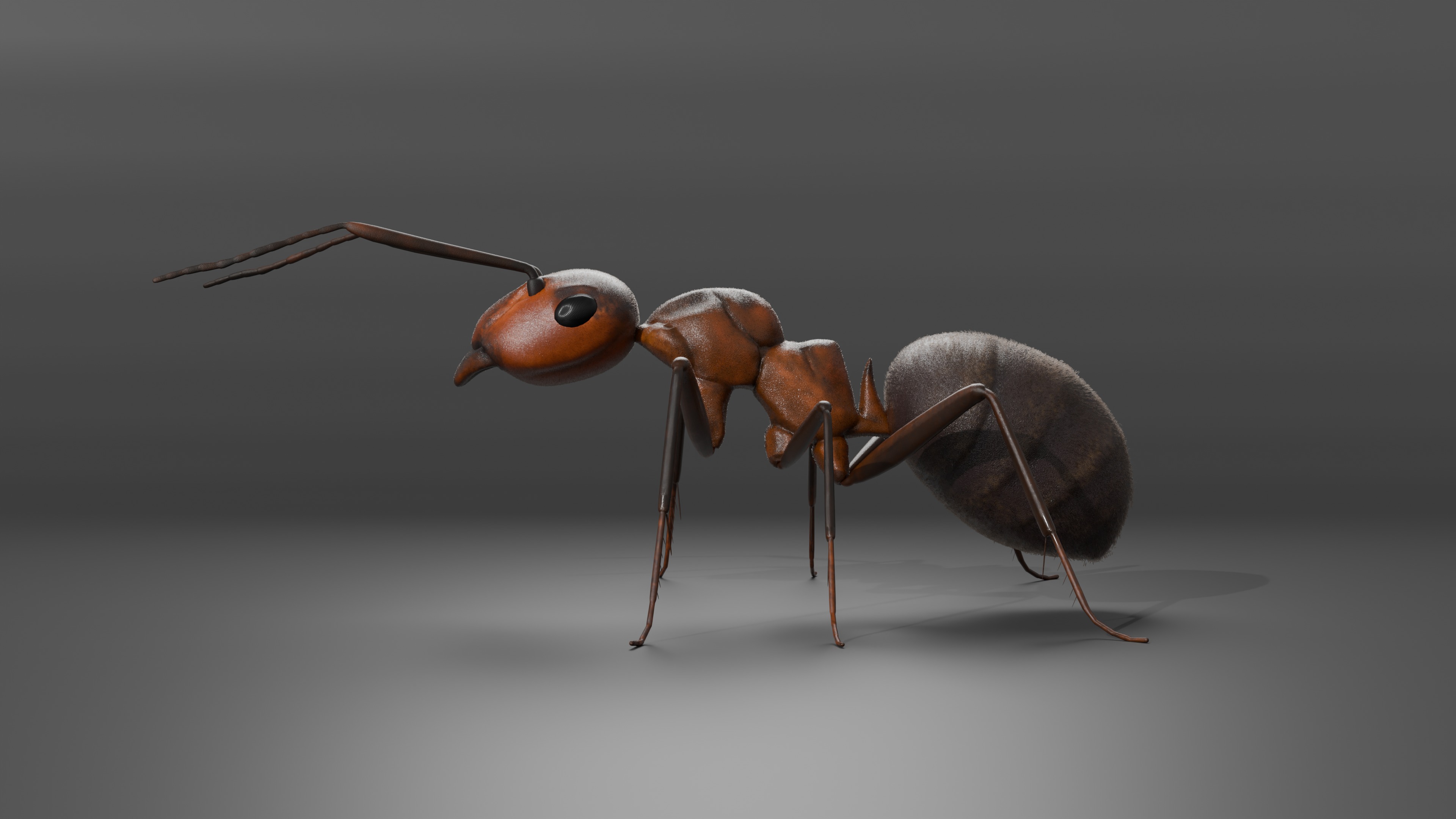 Ant 3D model Rigged 3D model_2