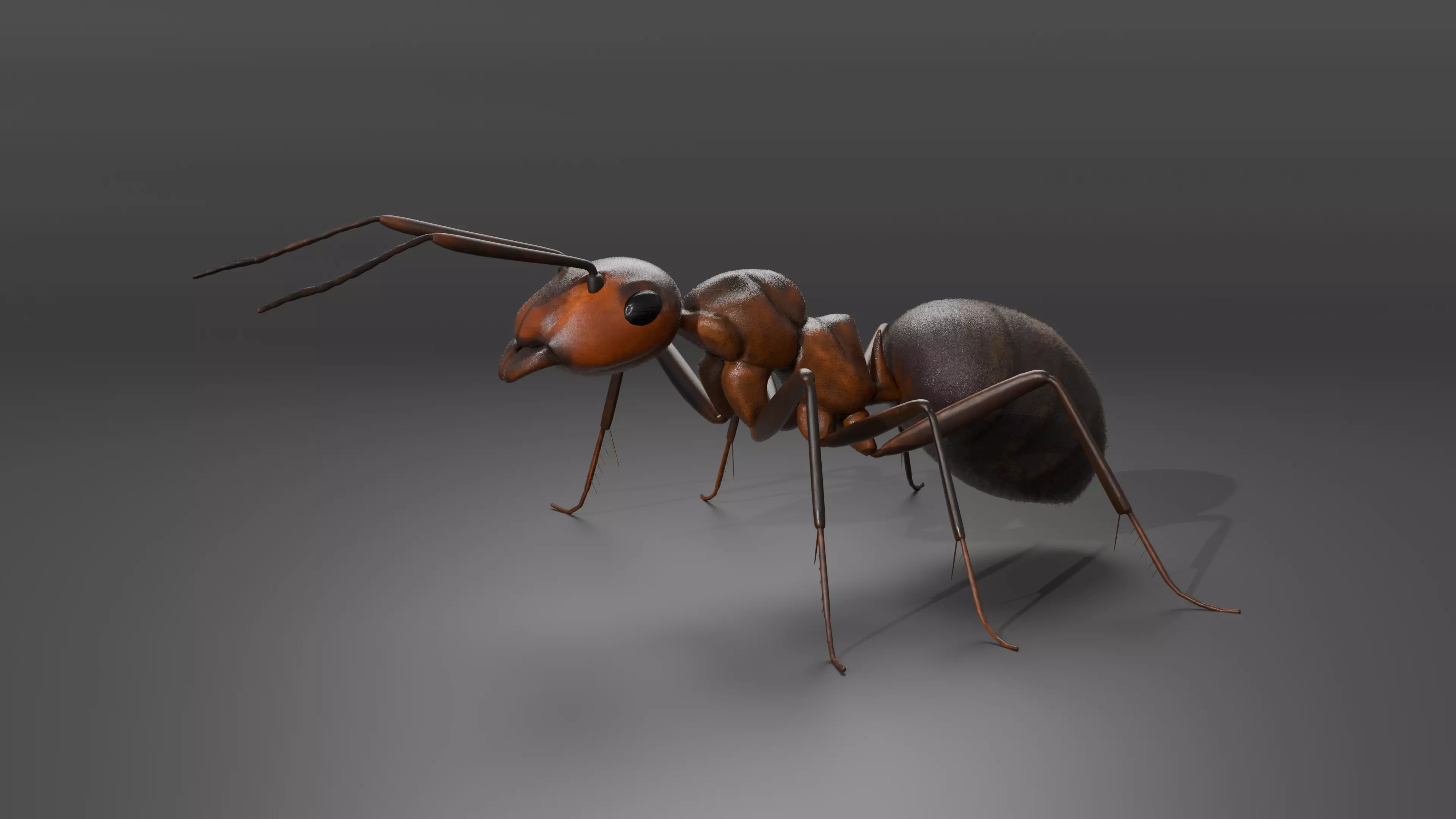Ant 3D model Rigged 3D model_0