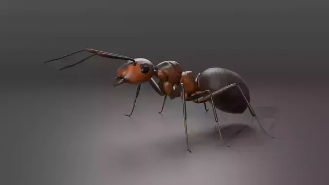 Ant 3D model Rigged 3D model