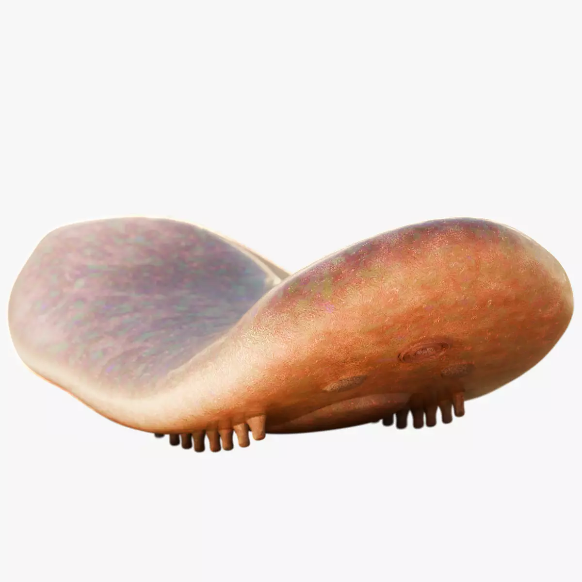  Odontogriphus Low-poly 3D model_0