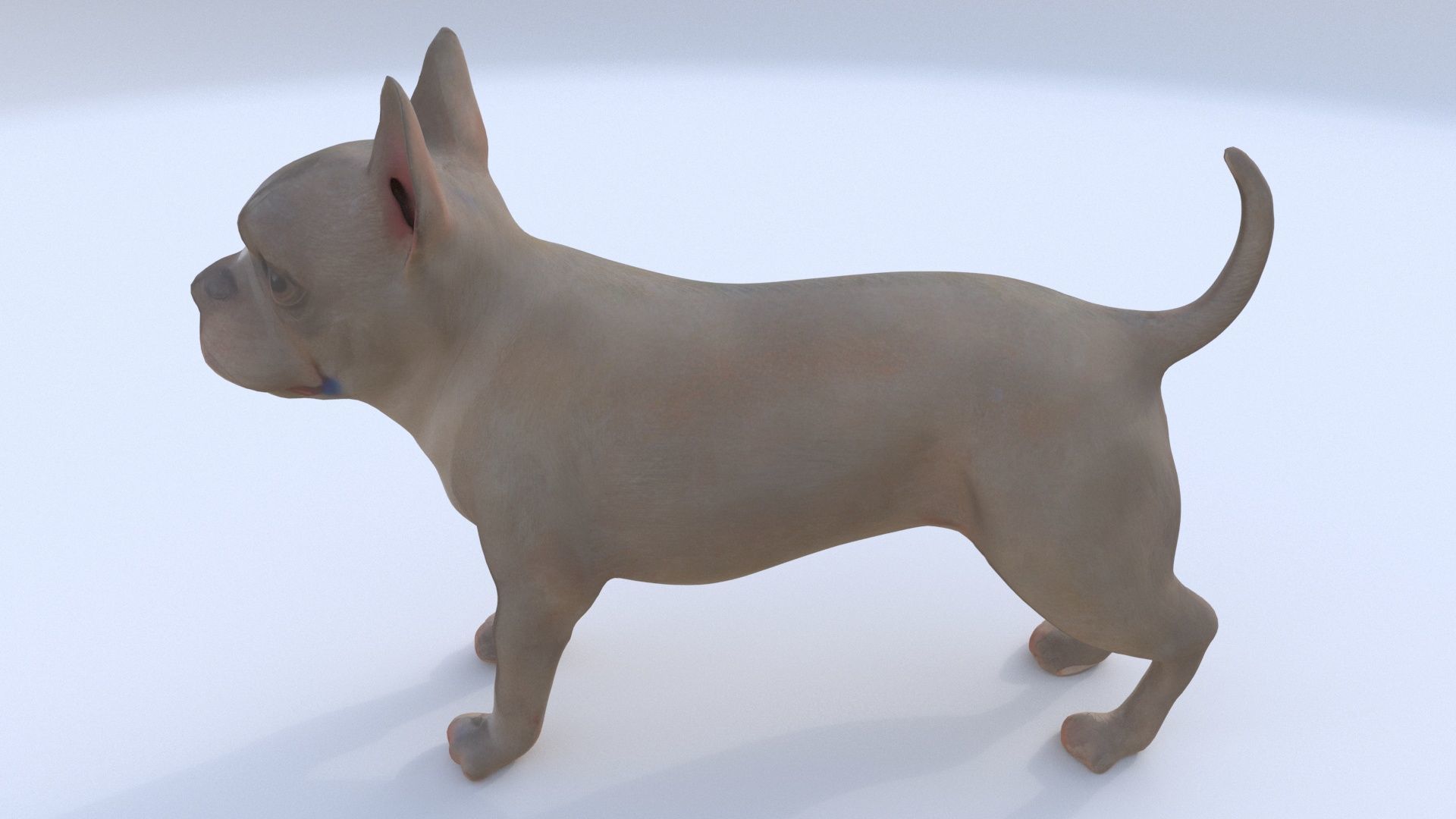 Boston Terrier 3D model_1