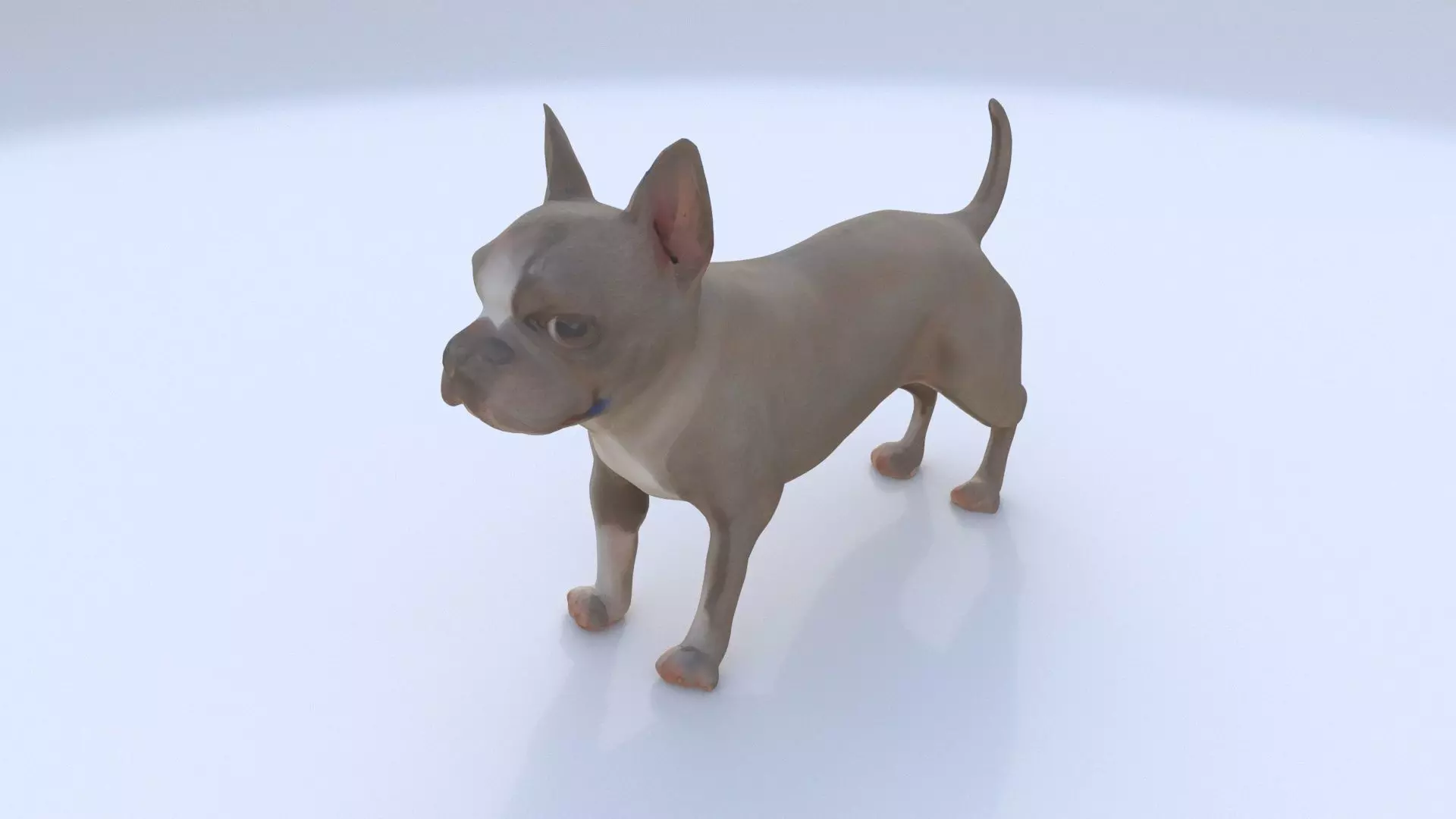 Boston Terrier 3D model_0