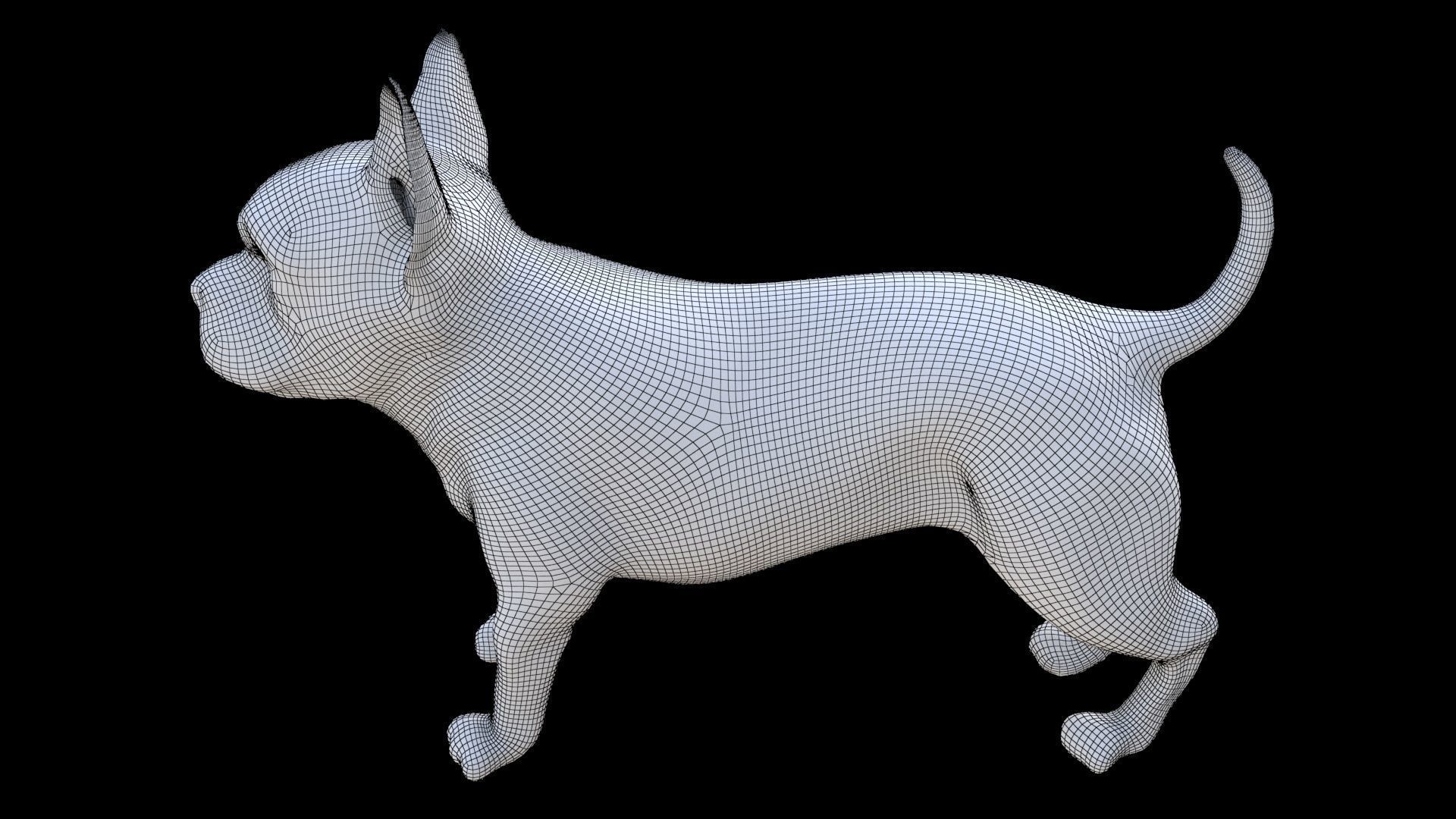 Boston Terrier 3D model_6