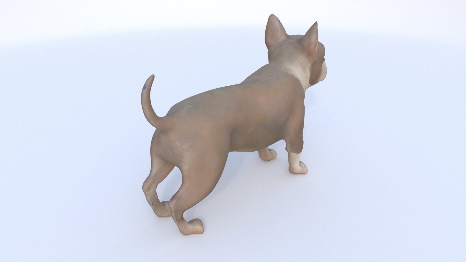 Boston Terrier 3D model_3